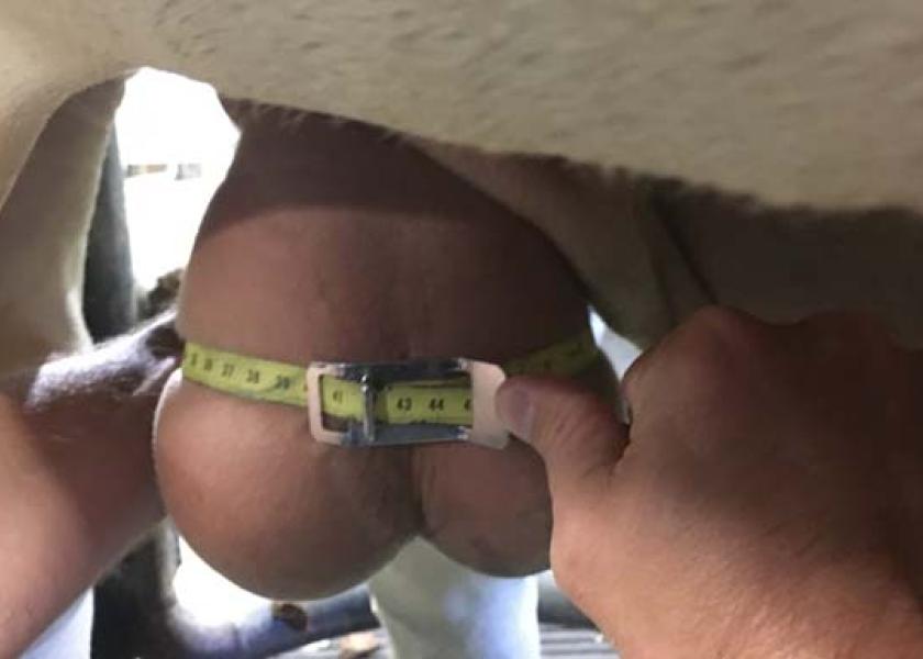 Scrotal circumference is one indication of whether a bull can get the job done.