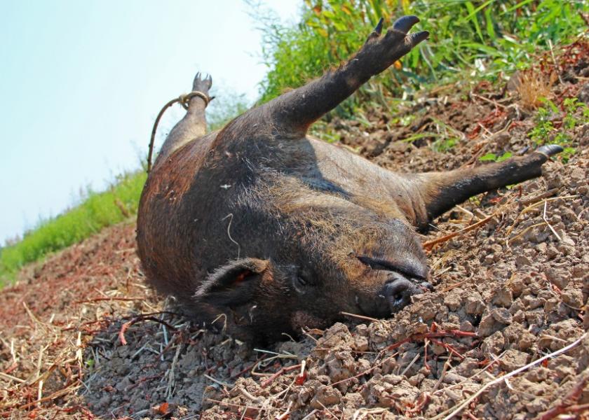 Wild pig prosperity is partially due to a hog’s ability to eat like a human, i.e., the truth is in the fascinating belly of a beast like no other. 