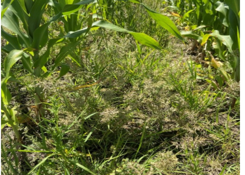 Grassy weeds in sorghum have historically been extremely difficult if not impossible to control in-season.