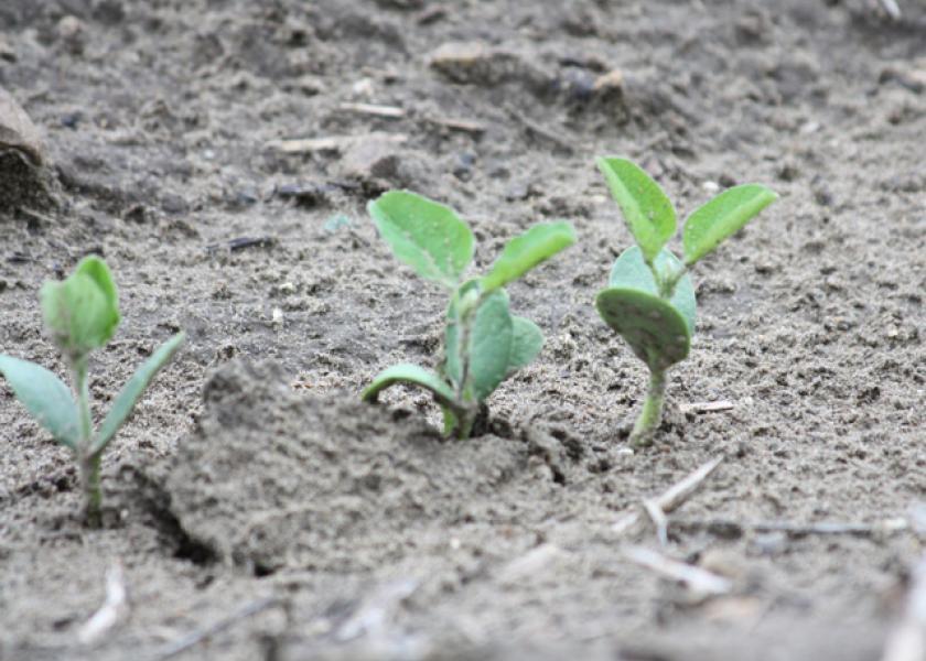 Lingering impacts of the 2020 derecho could play into the 2021 acreage battle. An Iowa State agronomist says farmers could face more volunteer corn, and soybean herbicides may be the best option to control the issue.