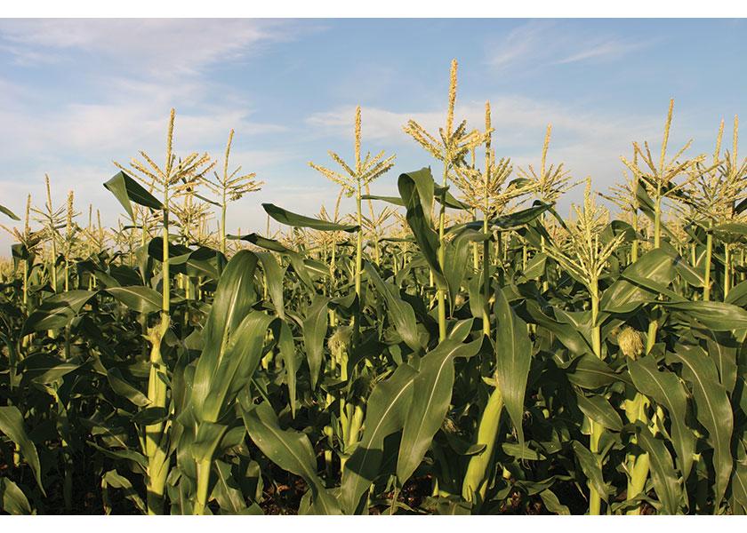 The latest Crop Progress report put the corn crop this week at 62% good to excellent, marking a two-point drop in a week. Soybean conditions dropped 3% across the country, now sitting at 57% rated good to excellent.