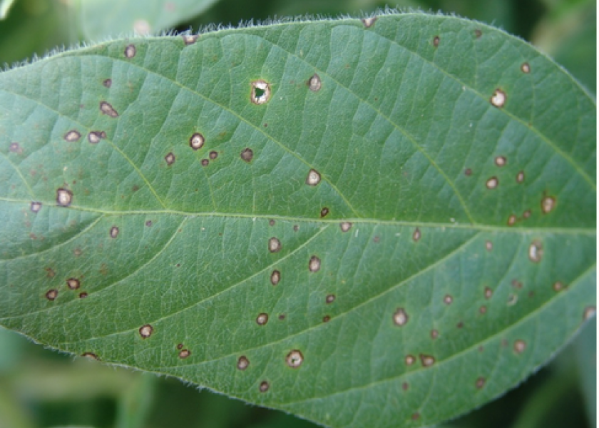 Frogeye leaf spot is resistant to some fungicides.