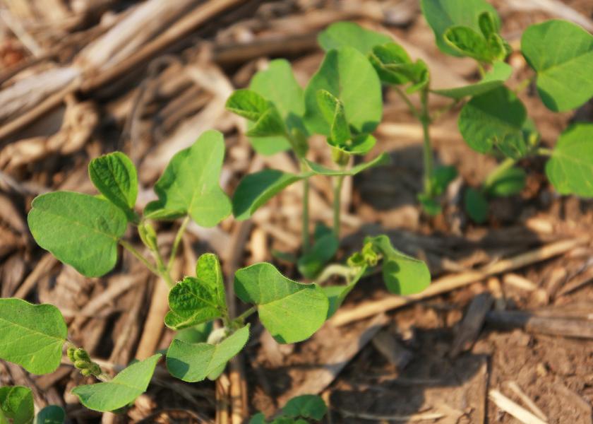 Mid-Atlantic Farmers Put Nature To Work and Build Soil Health | AgWeb