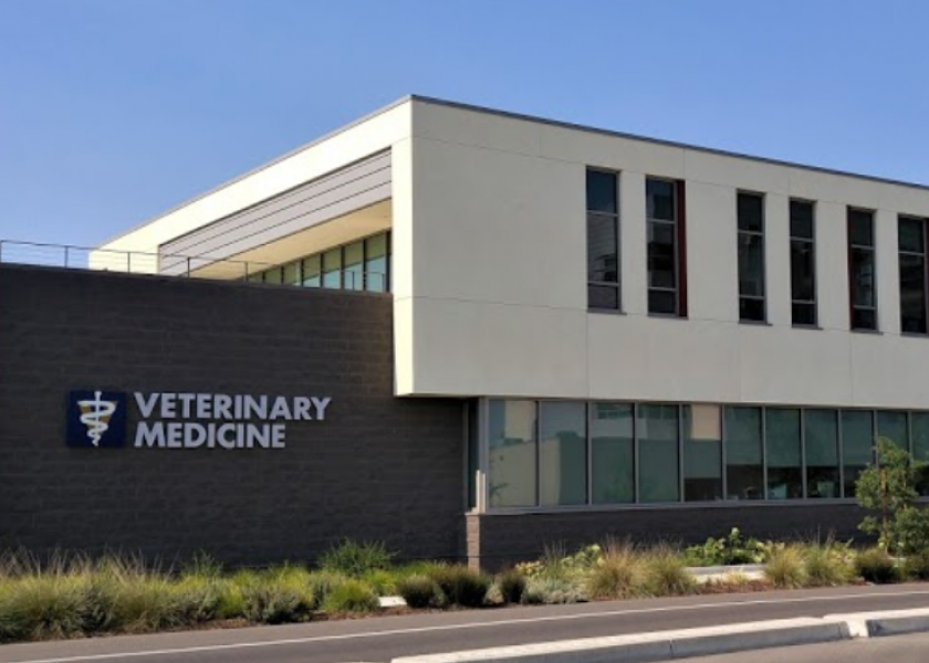 New graduates can help invigorate a veterinary practice.