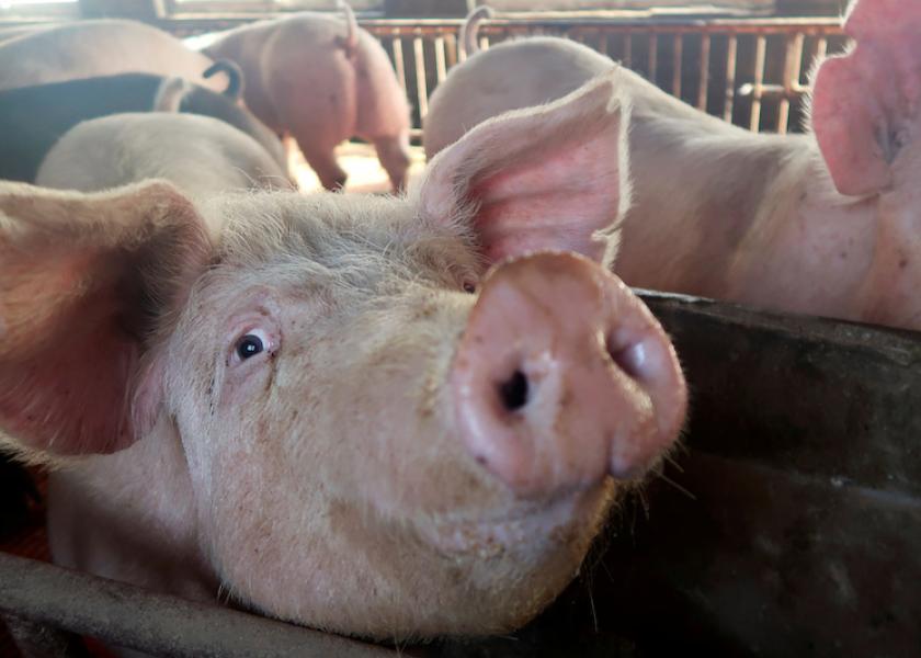 FILE PHOTO: Pigs are seen on a family farm in Xiaoxinzhuang village, Hebei province, China January 25, 2018. 