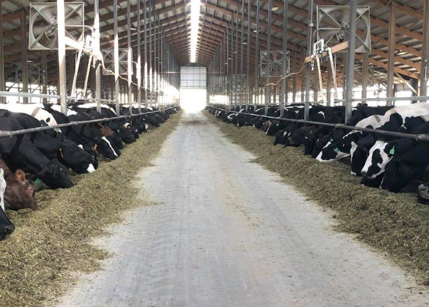 Blanchard Family Dairy milk 1,300 cows three times a day in Charlotte, Iowa..