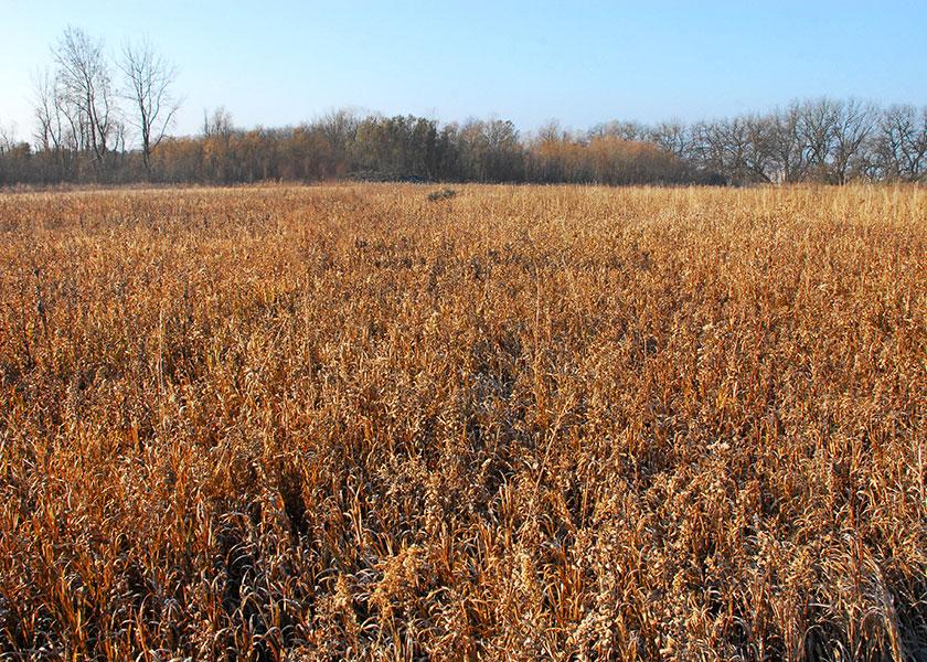 Instead of an acreage cap, the revised CRP would operate under a funding limit that matches the current Congressional Budget Office's cost projections.