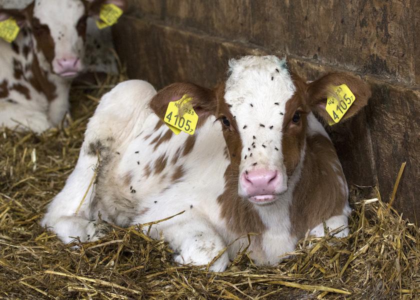 Calf bedding materials for spring - Dairy