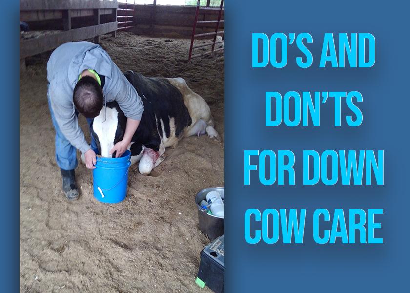 Down cows require immediate attention with assistance from a trained rescue team.