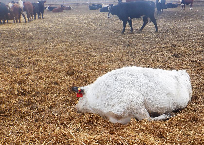 Fig. 1. Animals that die of grain overload are often found dead in sternal recumbency with legs tucked underneath them.