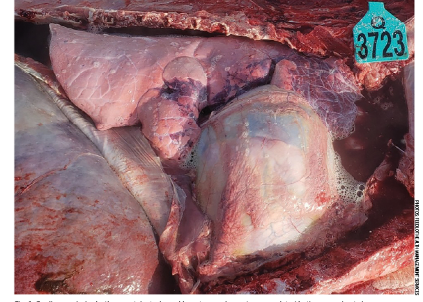 Cardiomegaly, hydrothorax, atelectasis, and hepatomegaly can be appreciated in the open chest view. 