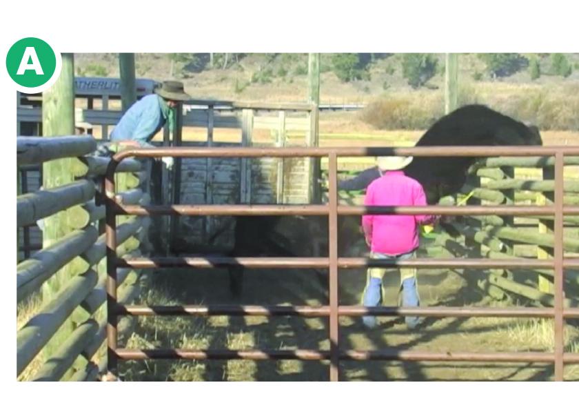 In Figure A (above), we see a calf that was being forced into a waiting trailer go totally off-line and flip into survival mode. What if that $1,000 calf had broken a leg? 