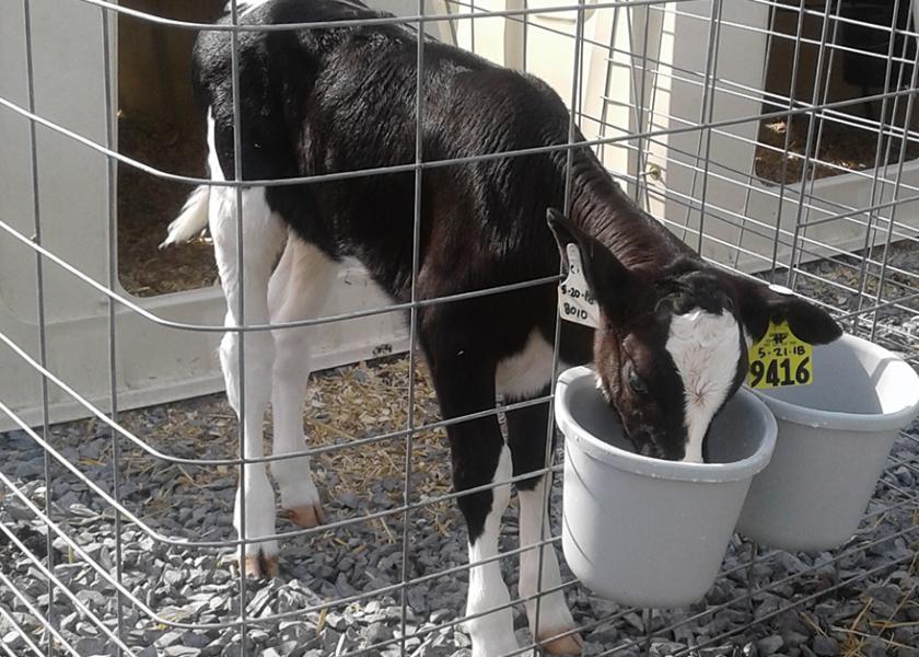 Just like toddlers, calves tend to get cranky when they become too hot. While the signs may not be as obvious, calves who lack energy or who are breathing heavy may be experiencing heat stress. 