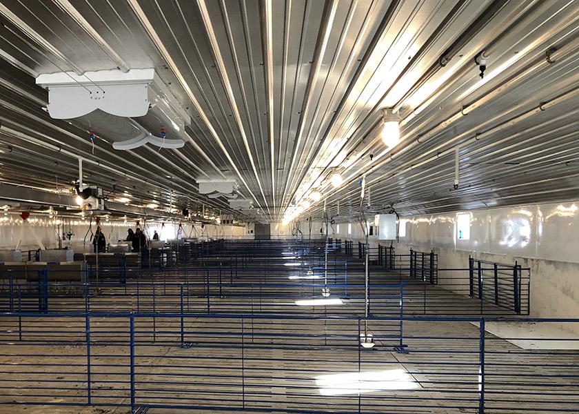 Ensuring sufficient lighting can help with daily animal observations while also aiding in the sorting, loading and movement of the pigs.