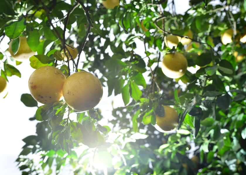 Grapefruit is planned at Imagine Grove in Charlotte County, Fla.