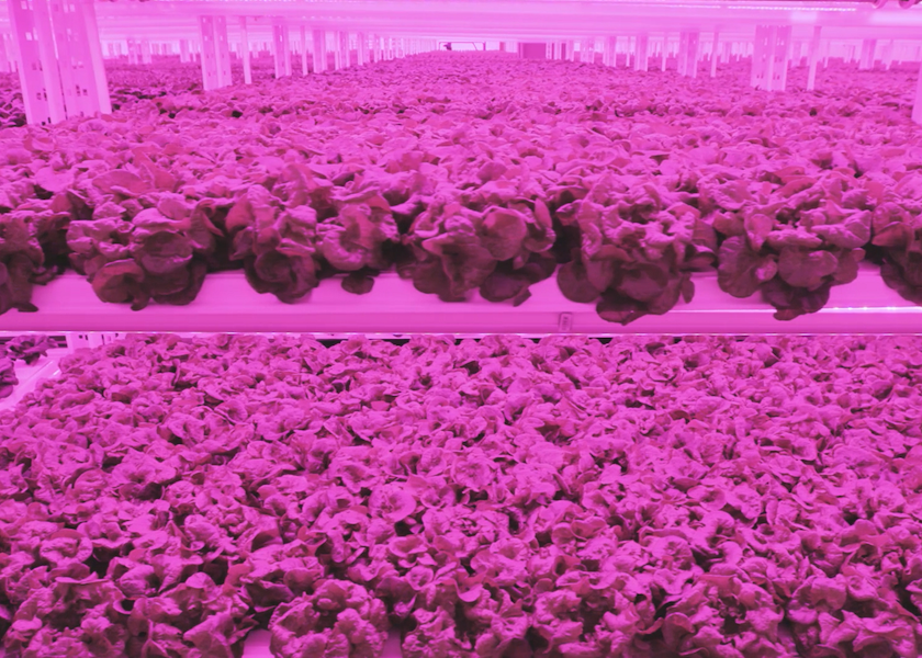 Lettuce growing at Kalera facility