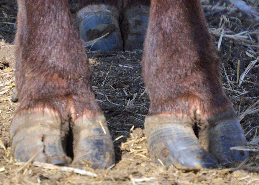 Feet issues such as vertical cracks can be a concern at calving time.