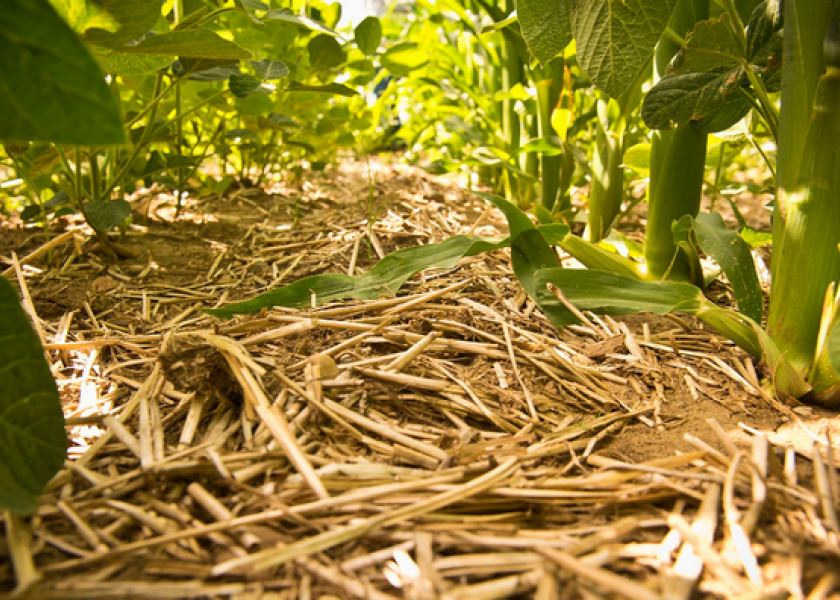 Agriculture has the potential to play a big role in carbon sequestration.