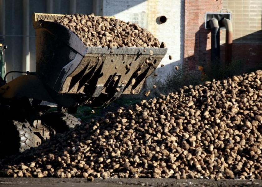Successive cold snaps in the past week have destroyed between 30,000 and 50,000 hectares of French sugar beet, growers group CGB said on Monday, calling it the worst frost-related losses for the sector ever recorded.