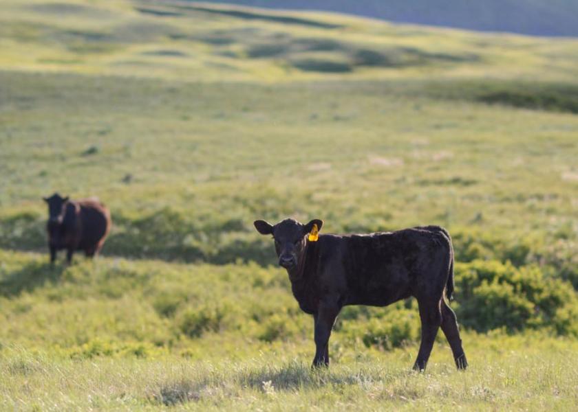 And just like that, it’s time for fall processing. Let’s look closely at what to give weaning-aged calves for a leg-up in their next stage of life.     