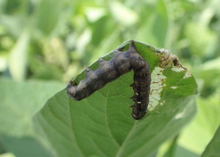 With increasing resistance to pyrethroids, this bioinsecticide provides a new mode of action (Group 31) to control earworms. Its application timing is to target corn earworms at first appearance. 