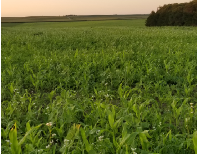 This is a seven-way mix of cover crops that Brian Doerr planted and used to graze cattle last fall and also to provide some nitrogen for his 2021 corn crop.
