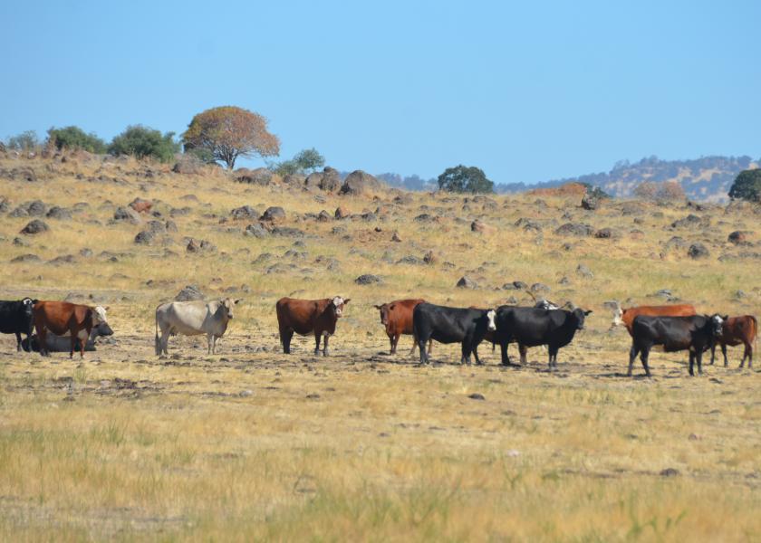 In the event of a drought, the cattle industry could see major market impacts that affect the entire industry as well as the tremendous hardships that would land on many producers and individual operations.