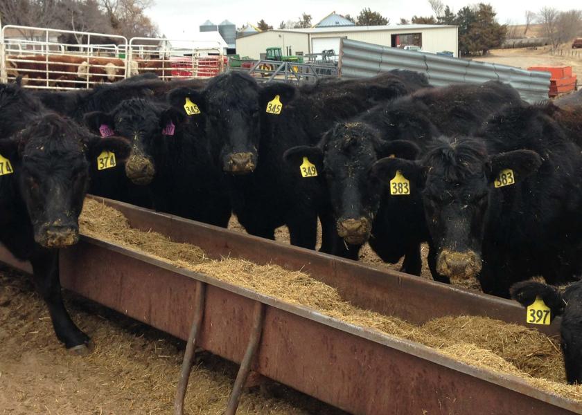 feeder cattle futures