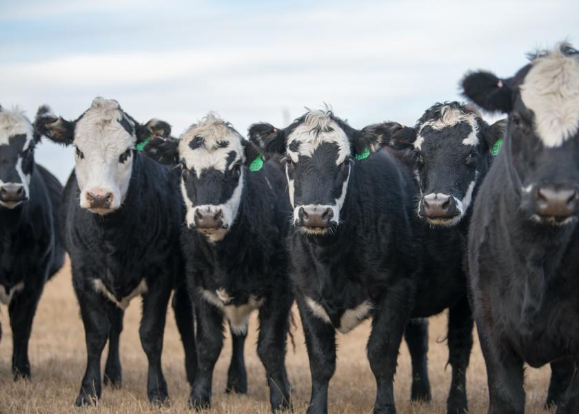 As you’re contemplating the future impact of today’s genetic decisions, consider the marketability of both feeder calves and potential replacement heifer progeny.