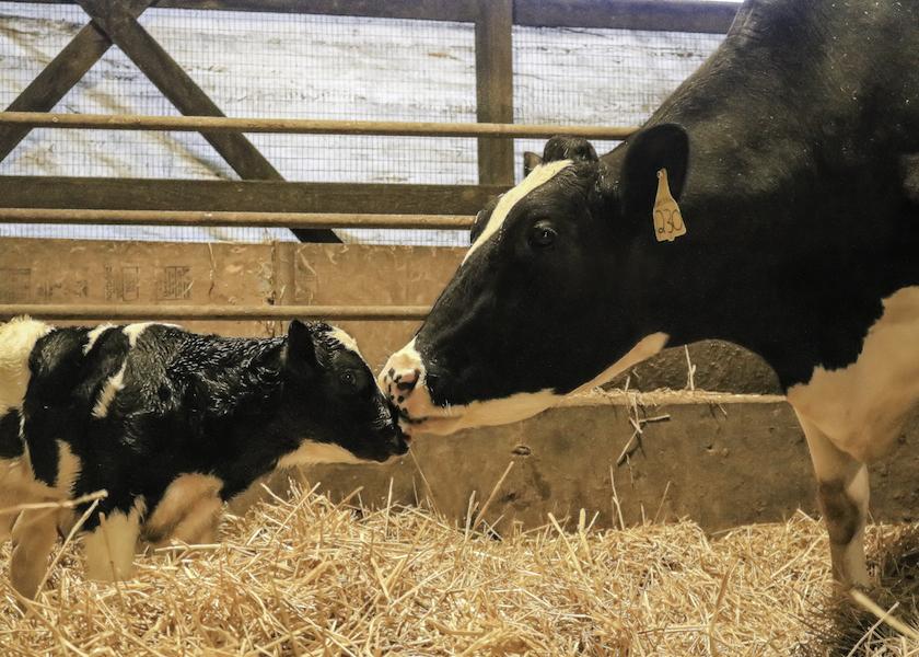 Holstein cow/calf pair