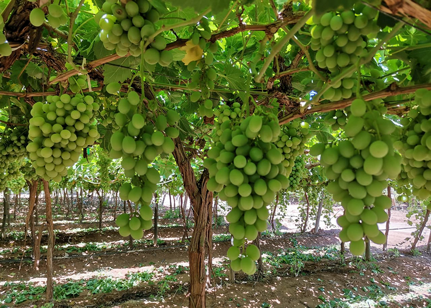 Jac. Vandenberg's Sonoran grape season has begun.