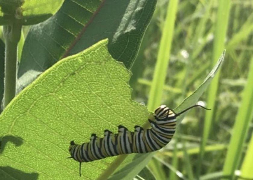 Monarch caterpillar feeding on milkweed leaf.