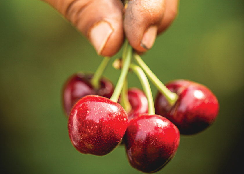 The Washington cherry crop is running late this season, but it will be well worth waiting for, says Dan Davis, director of business development for Starr Ranch Growers, Wenatchee, Wash.