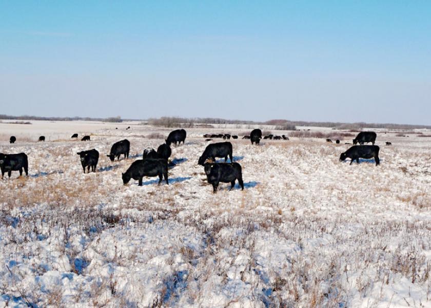 Cattle producers know that cold temperatures mean extra supplement and hay may be needed.  But how much extra feed are we talking about? 