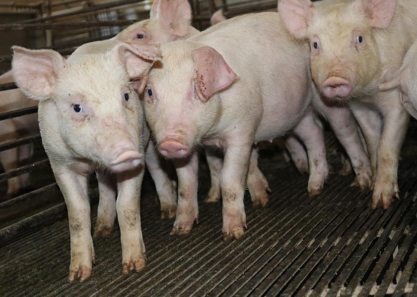 The specific research priorities included in this RFP focus on monitoring and mitigating risks to swine health, responding to emerging disease, and surveillance and discovery of emerging disease. 
