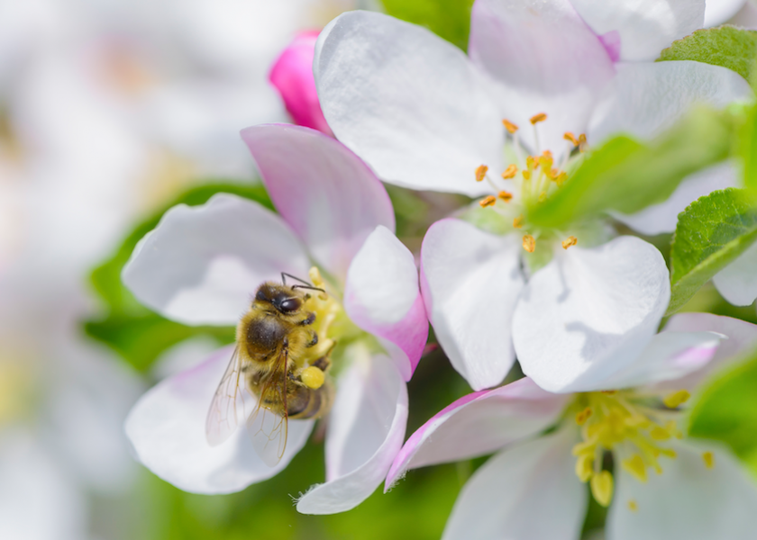 Bees are starting to pollinate the apple blossoms in New York state as the apple industry gears up promotion plans for fall harvest.