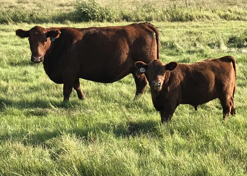Play the Short, Medium and Long Game Strategies to Maximize Cattle Returns