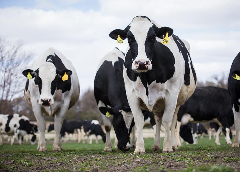 Holsteins on pasture.