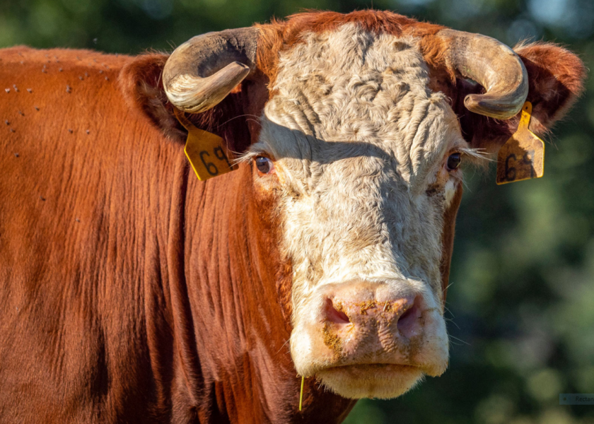 Only 7.8% of U.S. beef cattle are horned today.
