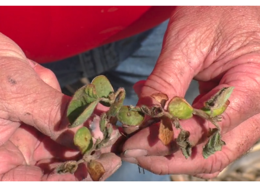 Soybeans affected by frost in central Illinois.