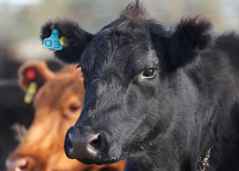 A cow is seen at a farm in Saladillo, on the outskirts of Buenos Aires, Argentina May 20, 2021. Picture taken May 20, 2021. 