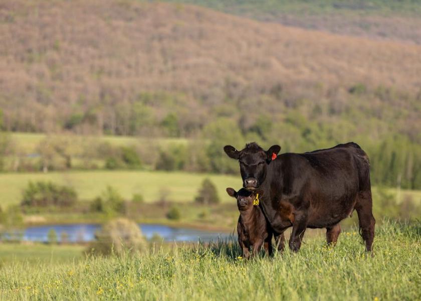 The USDA January 1 cow herd inventory, published this Monday, confirmed a 2% decline in the beef cow herd.
