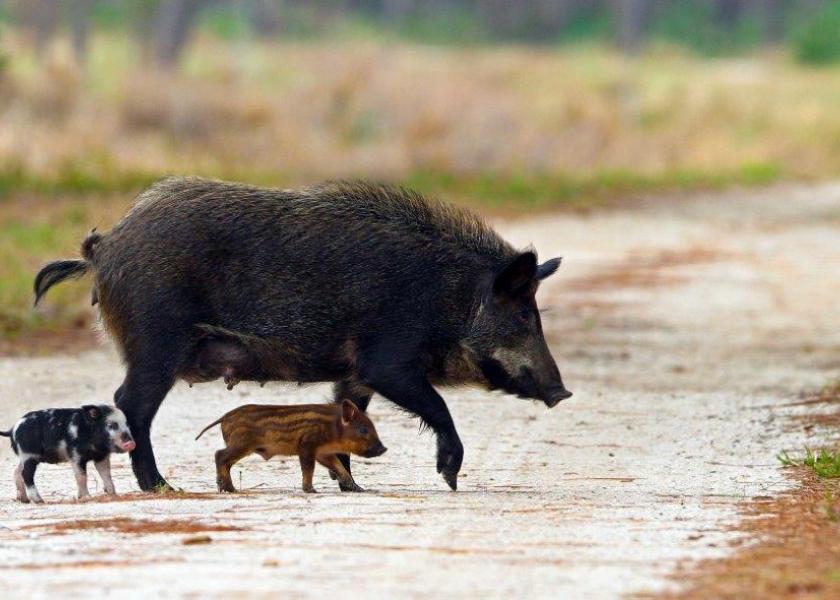 Wild Pigs Could Trigger Decimation of US Pork Industry