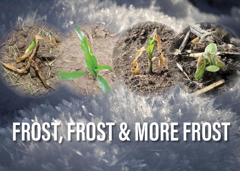 From burnt leaf tissue to blotchy, curled leaves, the frigid air that blew through the northern Corn Belt left its mark on corn and soybean fields