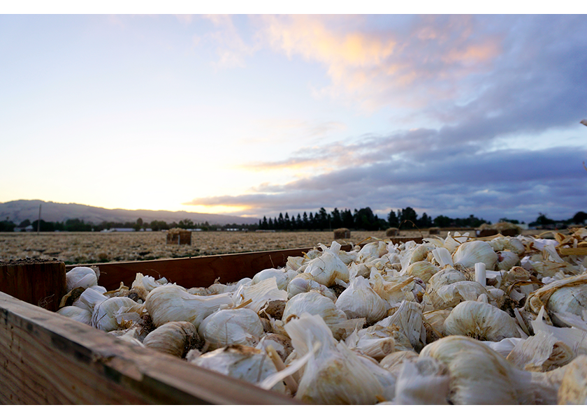Demand for garlic is good at retail and rising at foodservice, suppliers say.