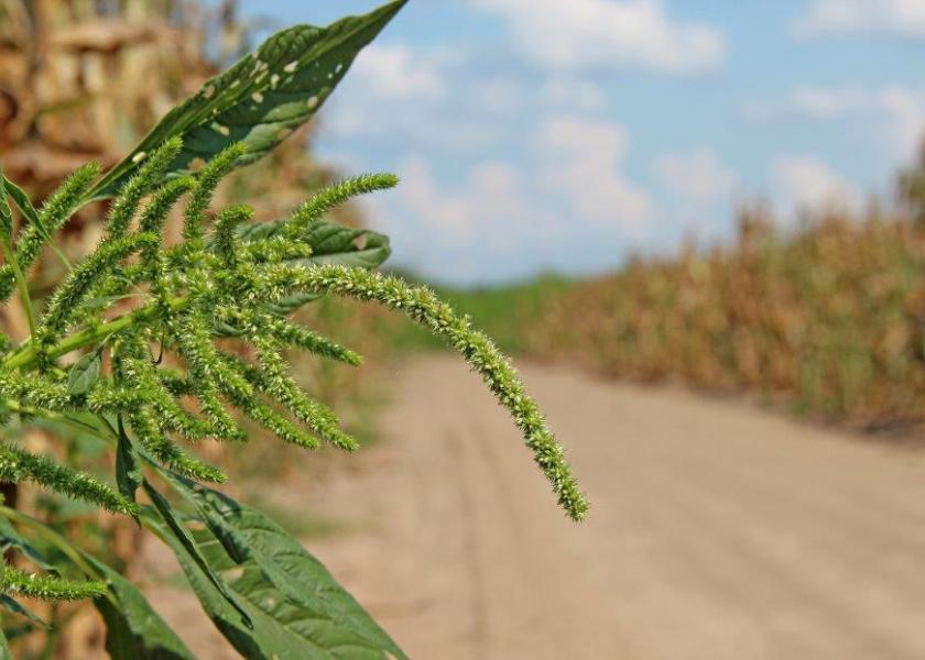Irradiated pollen could offer a heavy weed control punch as a Trojan horse, particularly in the present age of diminishing herbicide returns. 