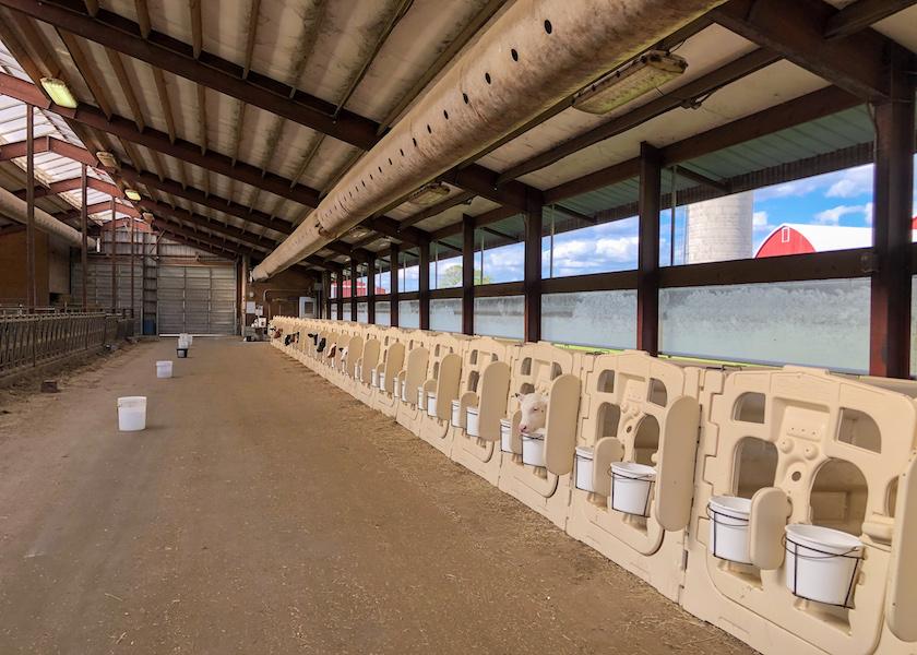When building or remodeling a calf facility, there are five key factors every producer needs to keep in mind.
