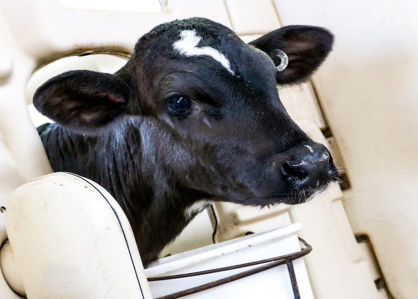 A survey of calf producers and veterinarians showed that the likelihood of using or recommending pain mitigation for common procedures like dehorning/disbudding, castration, and branding was directly linked to the human managers’ perception of pain for the animal.