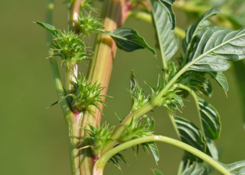 Palmer amaranth (pigweed)