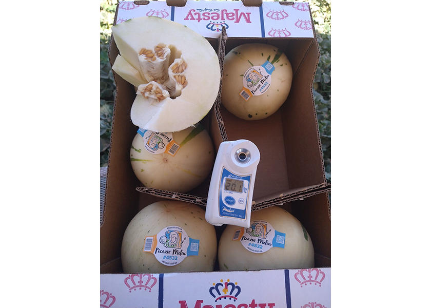 The  Picasso melon is a variety that Five Crowns Marketing has just launched this season.